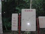 Highlight for Album: Coba